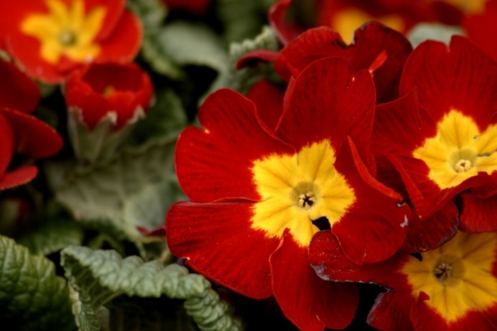 Pansies Pansies