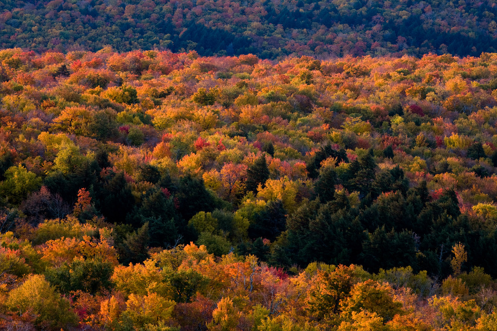 Treetops Treetops
